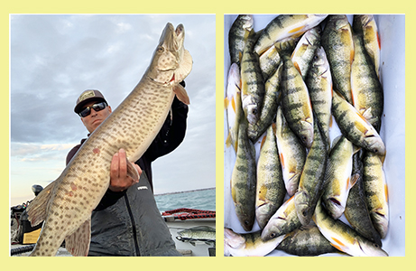 Perch Muskie Lake St. Clair